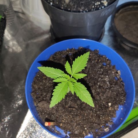 OGBkush growlog timeline photo