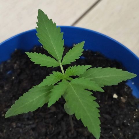 OGBkush growlog timeline photo