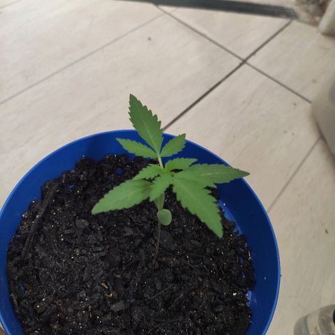 OGBkush growlog timeline photo