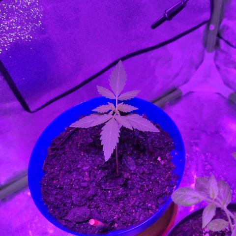 OGBkush growlog timeline photo
