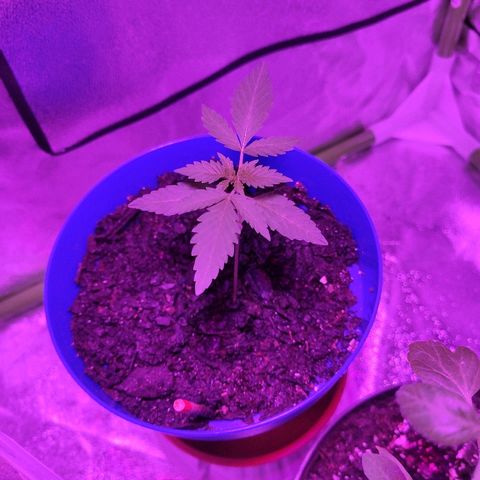 OGBkush growlog timeline photo