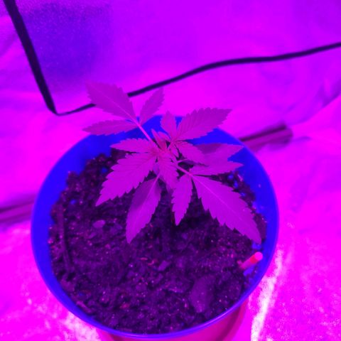 OGBkush growlog timeline photo