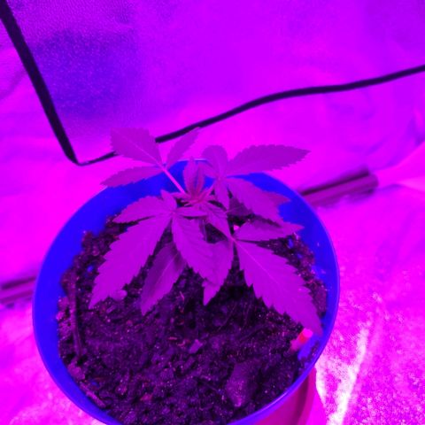 OGBkush growlog timeline photo