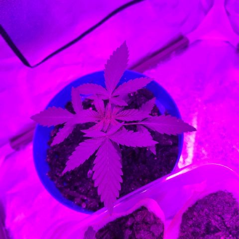 OGBkush growlog timeline photo