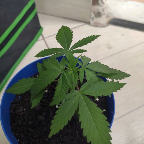 OGBkush growlog timeline photo