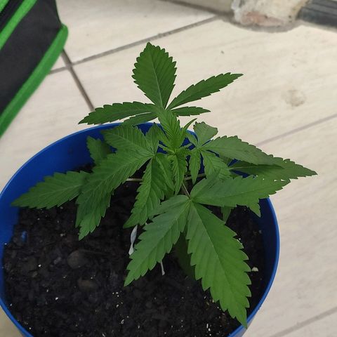 OGBkush growlog timeline photo