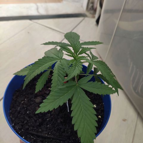 OGBkush growlog timeline photo