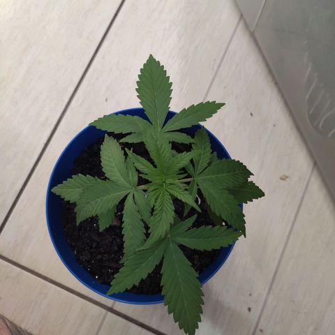 OGBkush growlog timeline photo