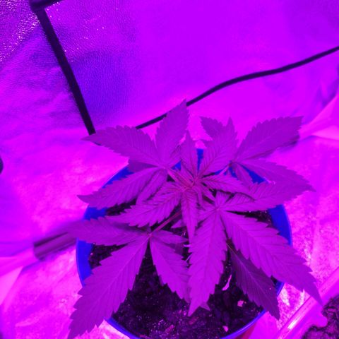OGBkush growlog timeline photo