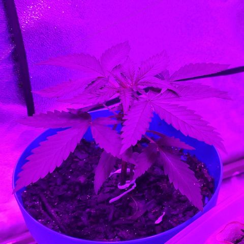 OGBkush growlog timeline photo