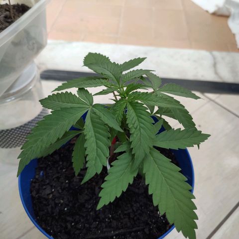 OGBkush growlog timeline photo