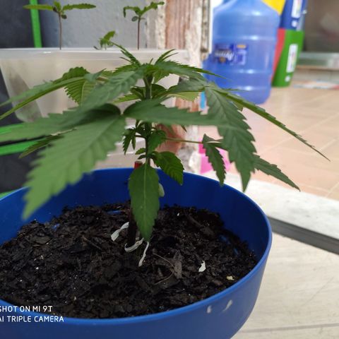 OGBkush growlog timeline photo