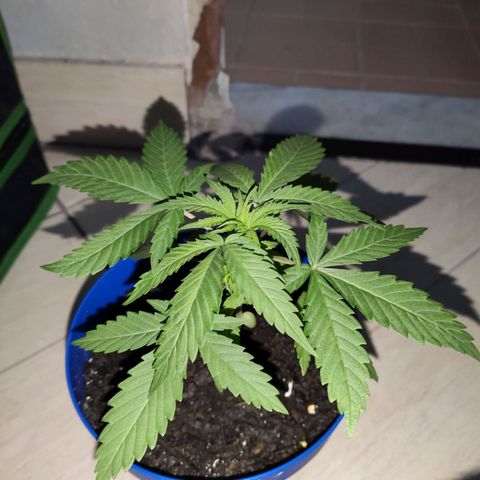 OGBkush growlog timeline photo