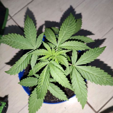 OGBkush growlog timeline photo