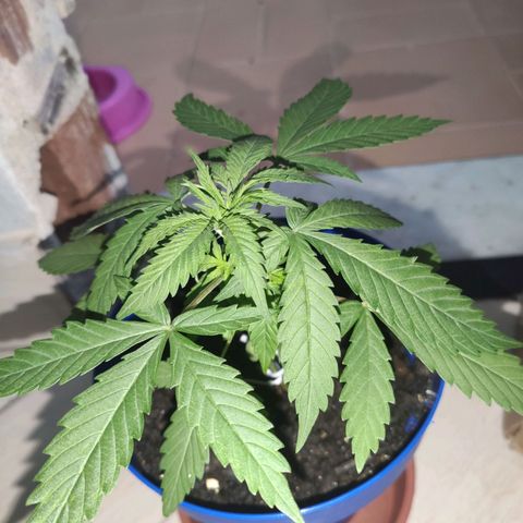 OGBkush growlog timeline photo