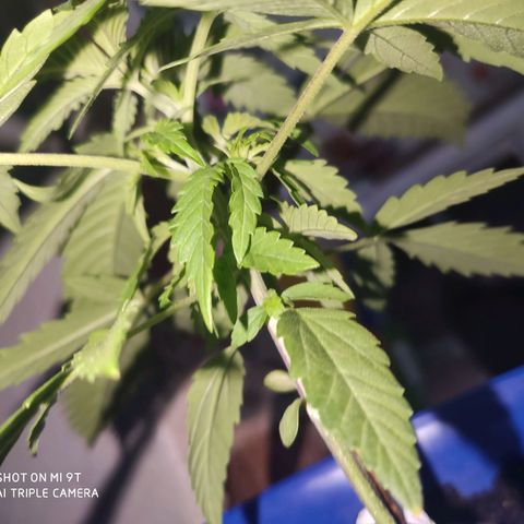 OGBkush growlog timeline photo