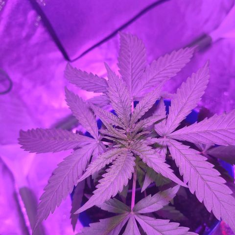 OGBkush growlog timeline photo