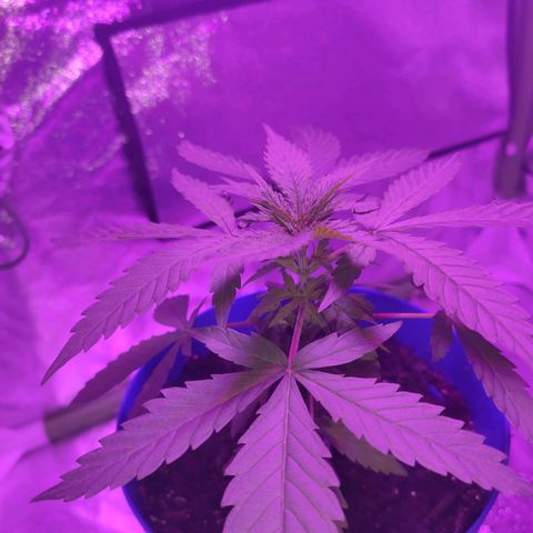 OGBkush growlog timeline photo