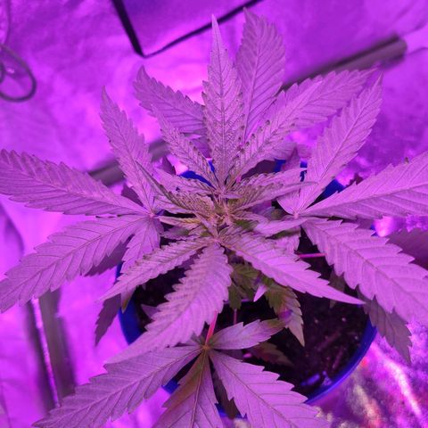 OGBkush growlog timeline photo
