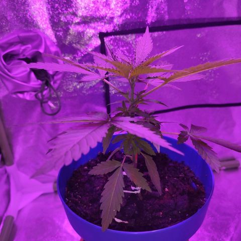 OGBkush growlog timeline photo