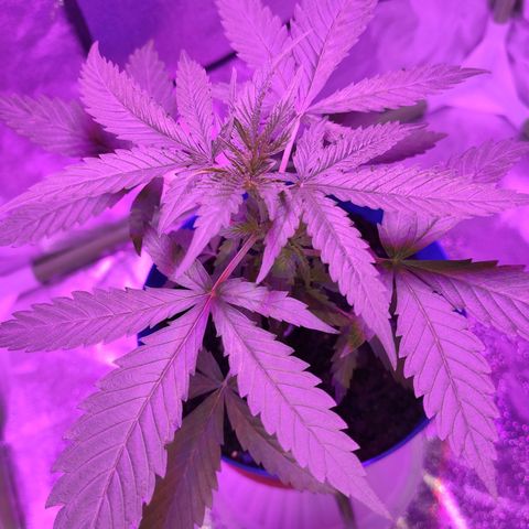 OGBkush growlog timeline photo