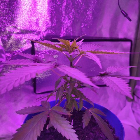 OGBkush growlog timeline photo