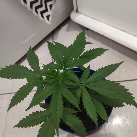OGBkush growlog timeline photo