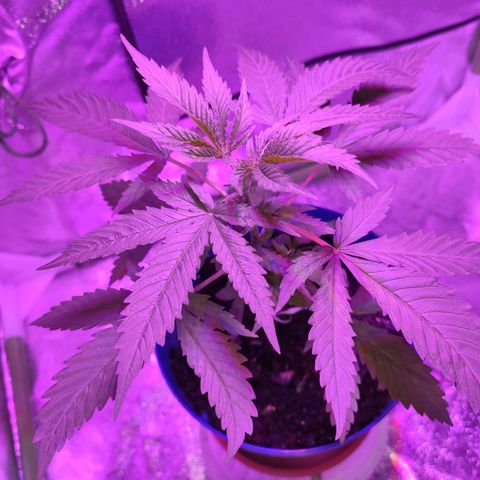OGBkush growlog timeline photo