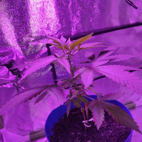 OGBkush growlog timeline photo