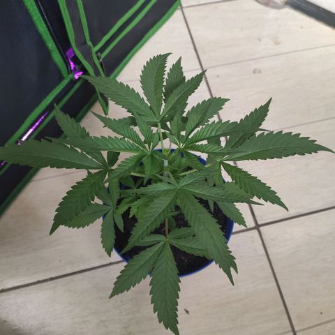 OGBkush growlog timeline photo