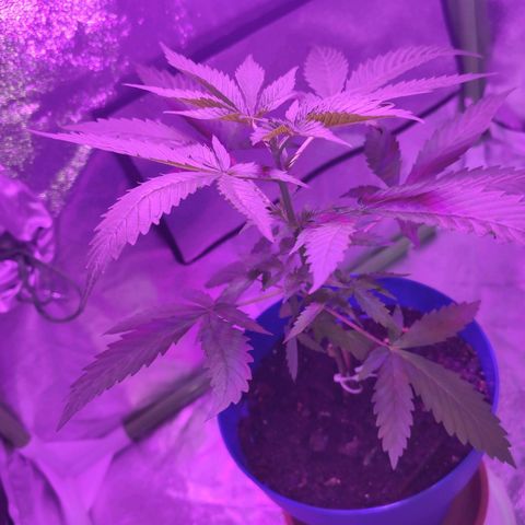 OGBkush growlog timeline photo