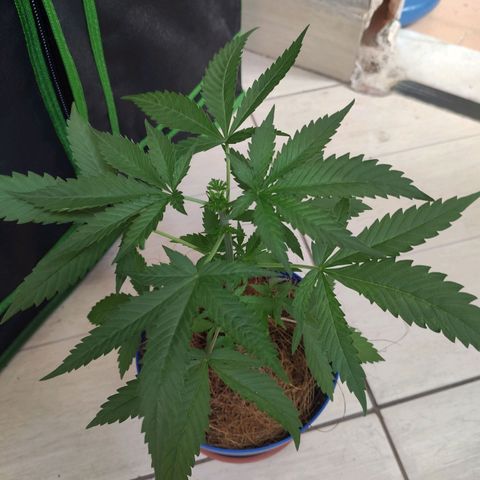 OGBkush growlog timeline photo