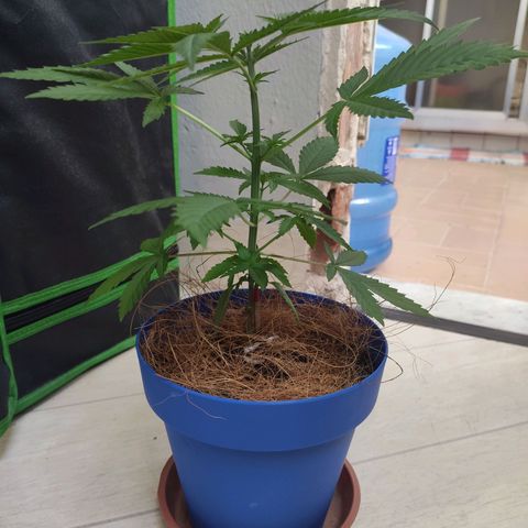 OGBkush growlog timeline photo