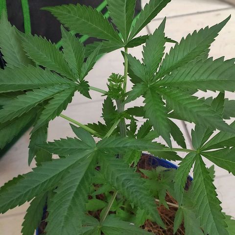 OGBkush growlog timeline photo