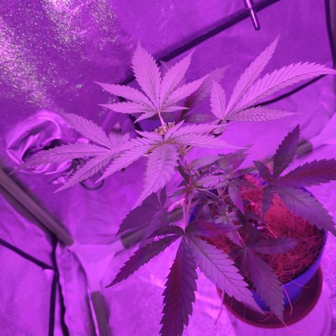OGBkush growlog timeline photo