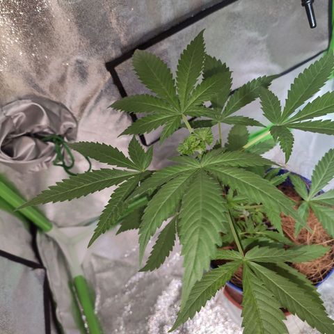 OGBkush growlog timeline photo