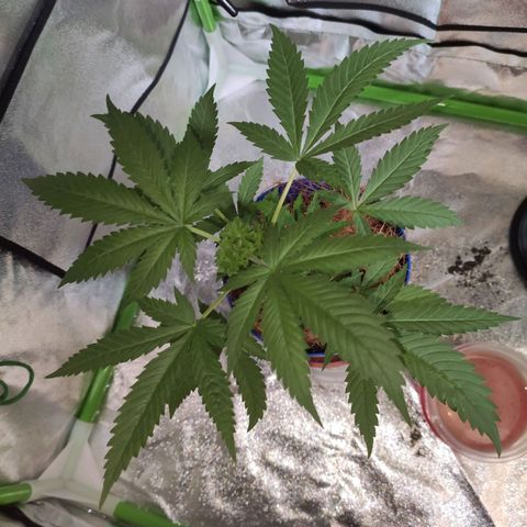 OGBkush growlog timeline photo