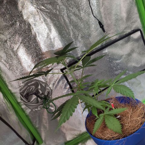 OGBkush growlog timeline photo