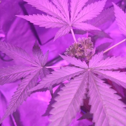 OGBkush growlog timeline photo
