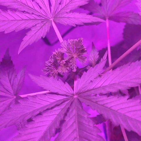 OGBkush growlog timeline photo