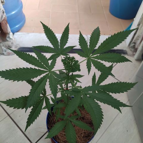 OGBkush growlog timeline photo