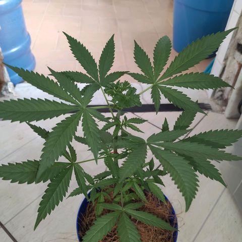 OGBkush growlog timeline photo