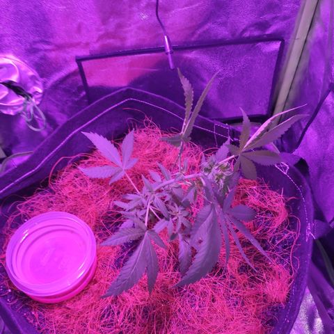 OGBkush growlog timeline photo