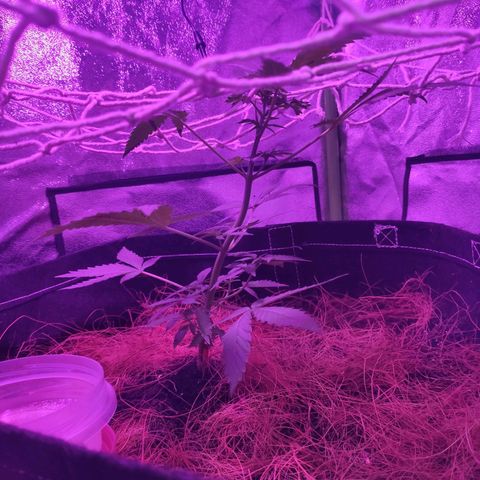 OGBkush growlog timeline photo
