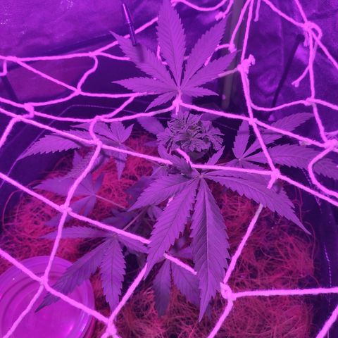 OGBkush growlog timeline photo