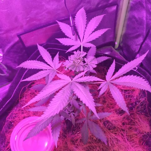 OGBkush growlog timeline photo