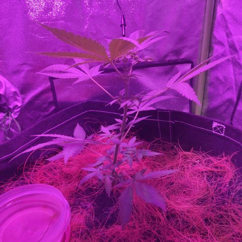 OGBkush growlog timeline photo