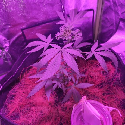 OGBkush growlog timeline photo