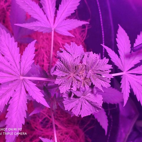 OGBkush growlog timeline photo