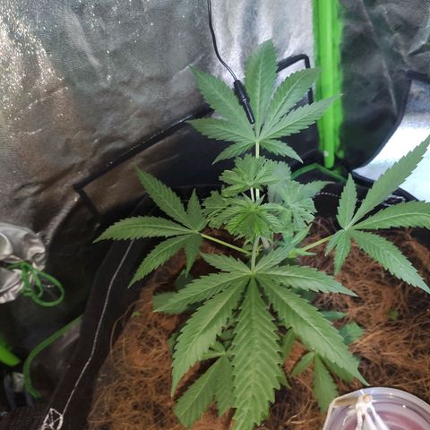OGBkush growlog timeline photo